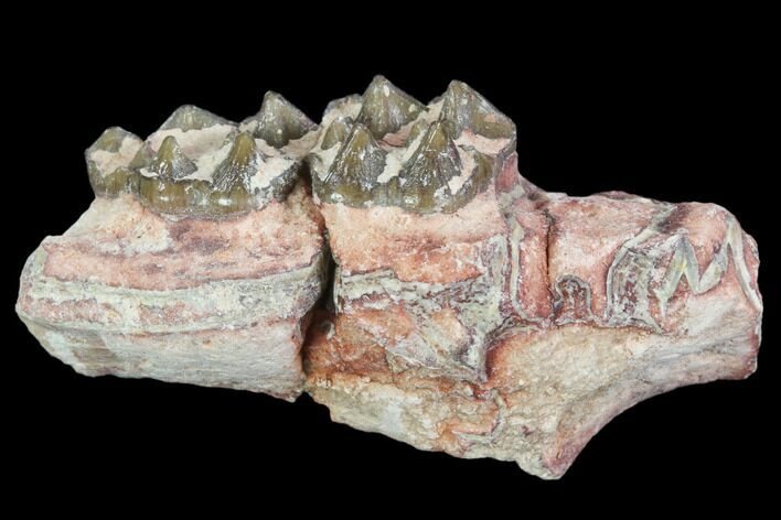 Oligocene Horse (Mesohippus) Jaw Section #101859